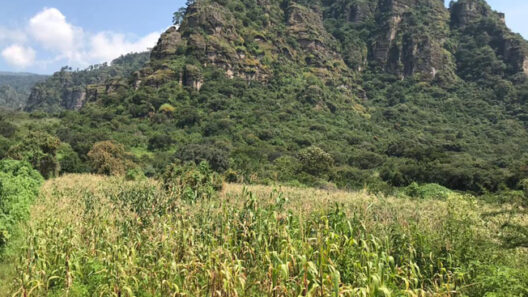 SantiagoRobles, VisualArt, ArteVisual, Centeotl, Maiz, Maize, Morelos, Centeotl, ContemporaryArt