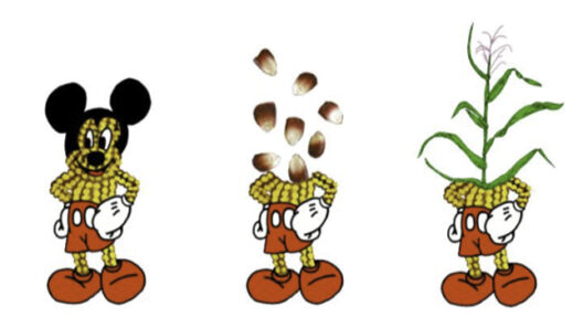 maíz, santiagorobles, chahuiztle, art, contemporaryart, maize, environment