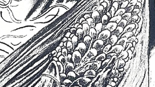 SantiagoRobles, Arte, Art, Exhibition, Exposición, Librería, Gandhi, Bookstore, Amoxcalli, Memoria, AnaCarolinaAbad, JoaquinDiezCanedo, Color, Print, Paint, Maíz, Maize, Corn, Milpa, Graphic, Mexico, Mesoamerica, Prehispanico